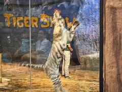 -清迈夜间动物园