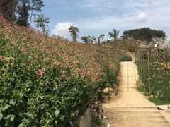 -绵阳盛世樱花悠乐谷