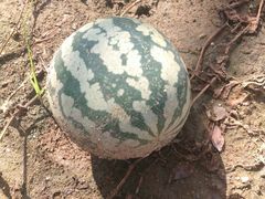 -南戴河国际娱乐中心