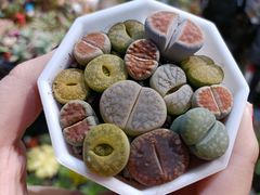-大自然花鸟鱼虫市场