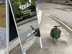 -J Create城市露营咖啡·简餐·宠物(上海动物园店)