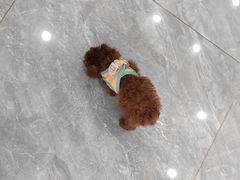 -芭比堂动物医院·CT·微创中心(新顺分院)