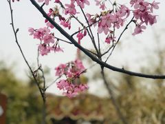 -顾村公园