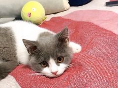 -东方名猫馆·英短金渐层布偶猫舍(环线广场1号楼店)