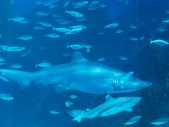 -海合安成都极地海洋公园