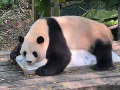 -广州长隆野生动物世界