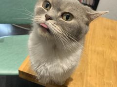 -猫色咖啡·猫咖