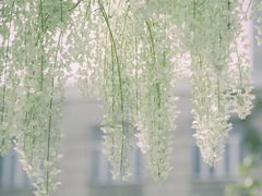 -嘉定紫藤园