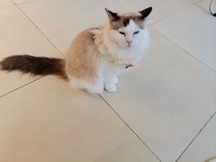 -怪兽屋·羊驼·猫咖·狗咖(俊华广场店)