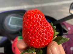 -喜杨洋草莓采摘园