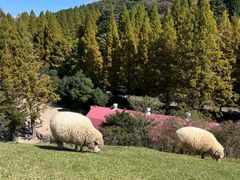 -神户市立六甲山牧场
