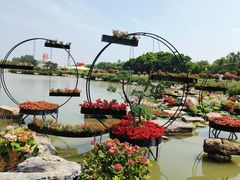 -荷兰花海