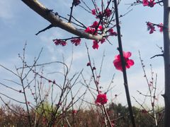 -香雪海