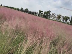 -映月湖中央公园