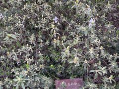 -杭州植物园