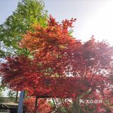 崇州～竹艺村