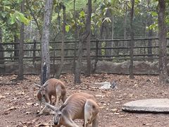 -清迈夜间动物园