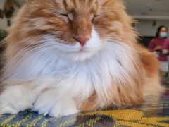 -平行世界·猫咖(首经贸店)