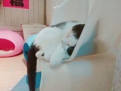 -猫咪博物馆(顶澳仔猫街店)