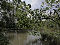 -桤木河湿地公园
