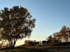 -乌兰布统景区-白桦林