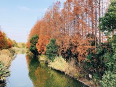 -上海长兴岛郊野公园