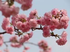 -天适樱花悠乐园