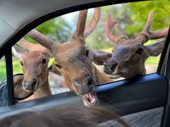 -北京野生动物园