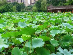 -龙头寺公园