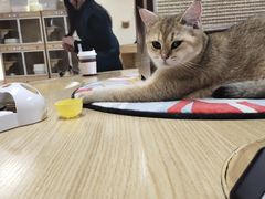 -猫和宫(六道口店)