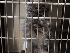 -艾贝尔宠物医院 ·内科全科(梁溪路店)