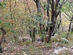 -帽儿山国家森林公园