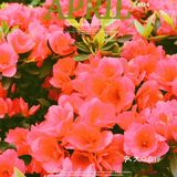 繁花似锦觅安宁