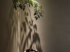 -青桃餐厅