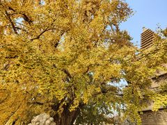-北京石刻艺术博物馆(五塔寺)