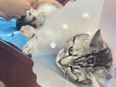 -纳吉亚猫专科动物诊疗中心(蒋宅口分院)