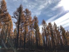 -塞罕坝国家级自然保护区