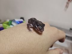 -酷以爬仙阁实体爬宠店·守宫·蜥蜴·专业繁育