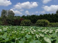 -嘉定紫藤园