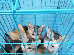 -宠颐生猫科·内科皮肤科(西平世纪城店)