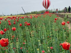 -荷兰花海
