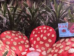 -正佳雨林生态植物园