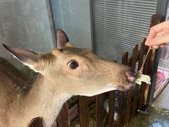 -浣熊柯尔鸭土拨鼠·电玩咖