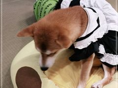 -逗柴咖啡屋·狗咖猫咖宠物桌游