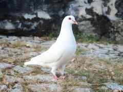 -澳门环岛游湾仔码头