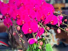 -宝鸡东道花鸟鱼虫市场(吉利花园商场店)