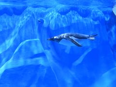 -石家庄极地海洋世界