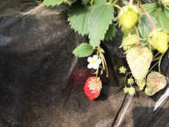 -大自然农场蔬菜草莓采摘园