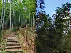 -宁波浙东大竹海景区