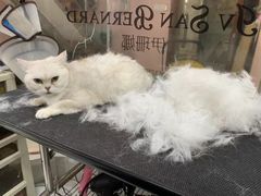 -车接车送·寄养洗护·德文猫舍(大宁店)